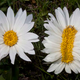 Image for article titled Stop Freaking Out: Fukushima Isn't Mutating the Daisies